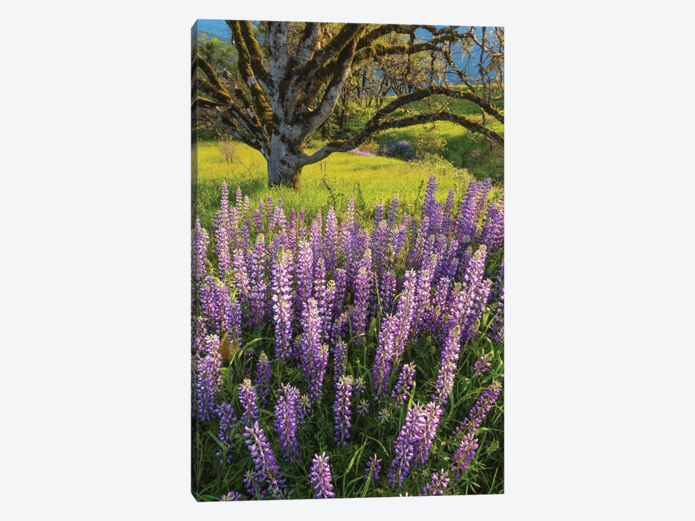 Lupine flowers and Oak tree, Redwood National Park, California by Jeff Foott 1-piece Canvas Artwork