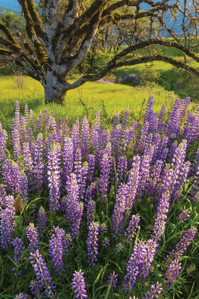 Jeff Foott: Lupine flowers and Oak tree, Redwood National Park, California by Jeff Foott