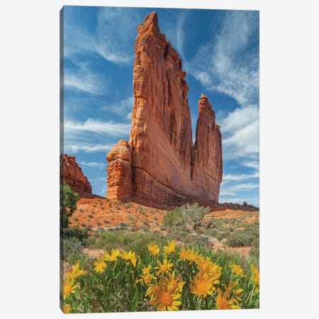 Mule-ears flowers at the The Organ, Arches National Park, Utah Canvas Print #JFF64} by Jeff Foott Canvas Art Print