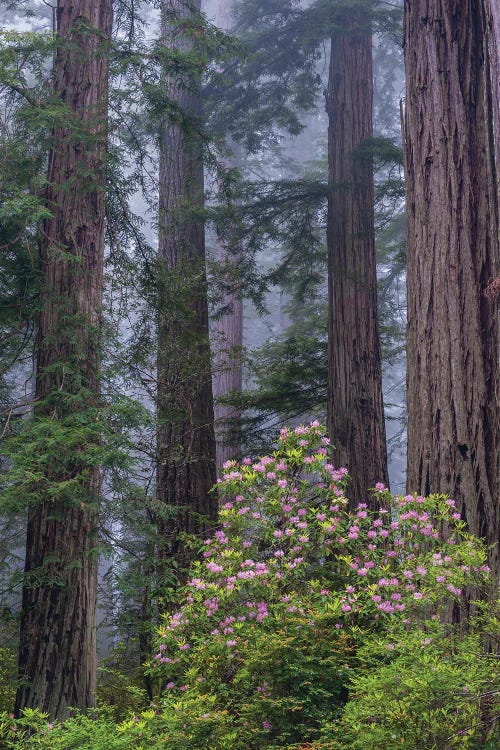 Pacific Rhododendron in old growth Coast Redwood forest, Redwood National Park, California by Jeff Foott wall art