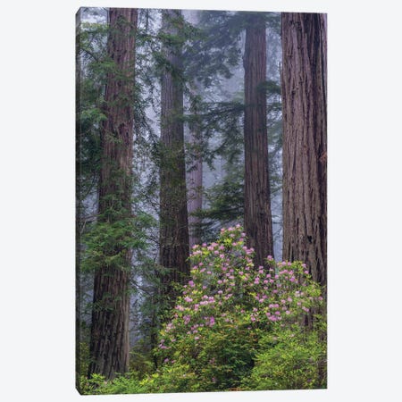 Pacific Rhododendron in old growth Coast Redwood forest, Redwood National Park, California Canvas Print #JFF67} by Jeff Foott Canvas Print
