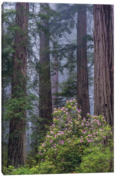 Pacific Rhododendron in old growth Coast Redwood forest, Redwood National Park, California Canvas Art Print - Jeff Foott