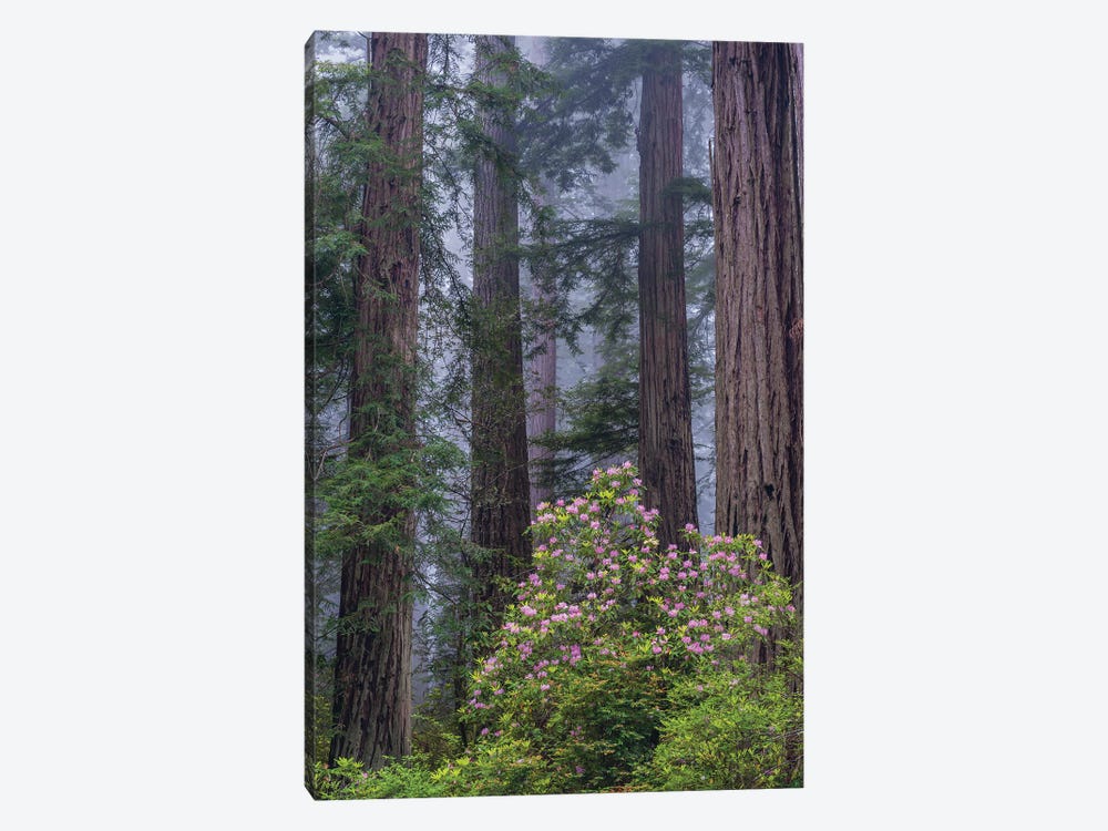 Pacific Rhododendron in old growth Coast Redwood forest, Redwood National Park, California by Jeff Foott 1-piece Canvas Wall Art