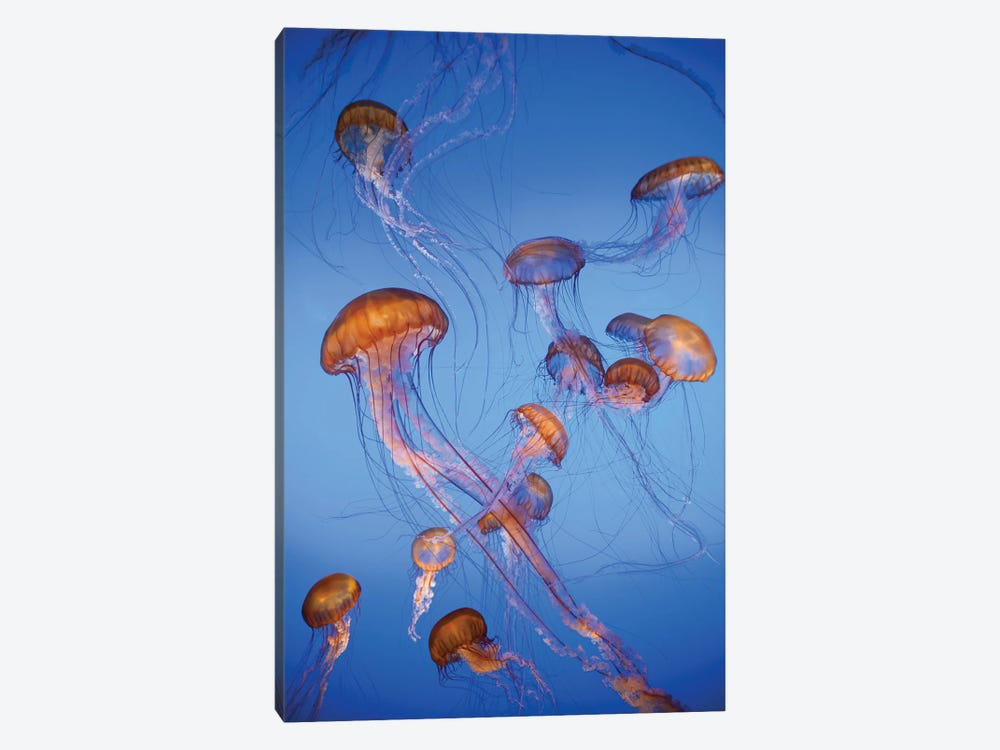 Pacific Sea Nettle jellyfish, captive, California by Jeff Foott 1-piece Canvas Print