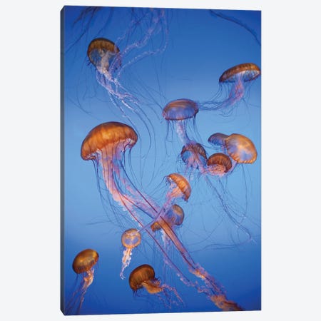 Pacific Sea Nettle jellyfish, captive, California Canvas Print #JFF68} by Jeff Foott Canvas Wall Art