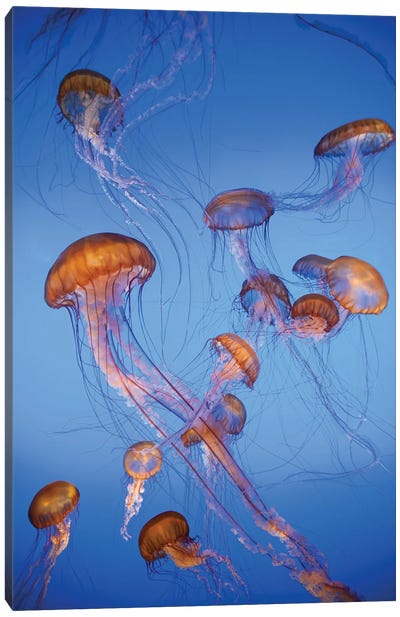 Pacific Sea Nettle jellyfish, captive, California Canvas Art Print - Jellyfish Art