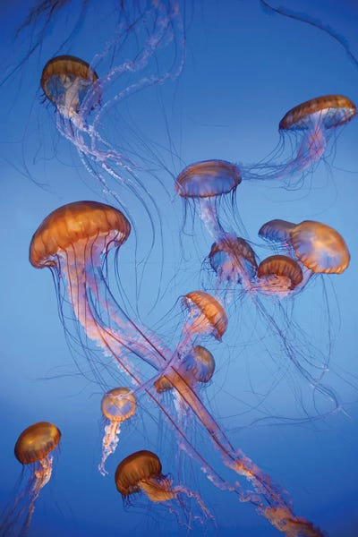 Jeff Foott: Pacific Sea Nettle jellyfish, captive, California by Jeff Foott