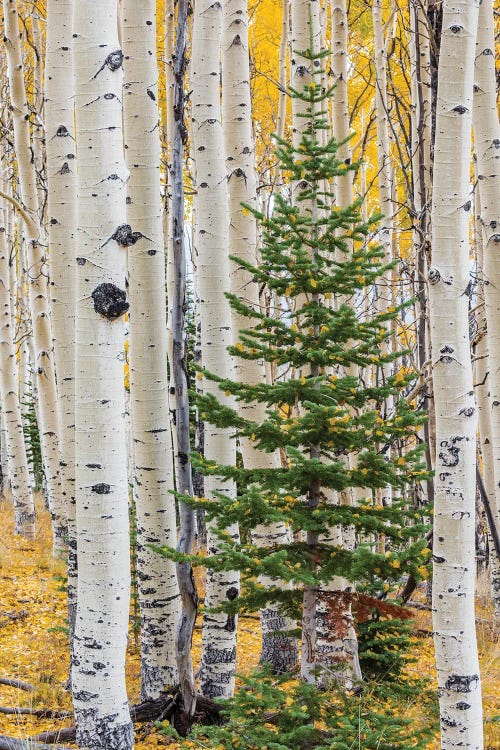 Quaking Aspen and fir tree in fall, Grand Staircase-Escalante National Monument, Utah