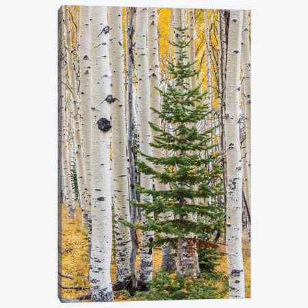 Quaking Aspen and fir tree in fall, Grand Staircase-Escalante National Monument, Utah Canvas Print #JFF70} by Jeff Foott Canvas Print