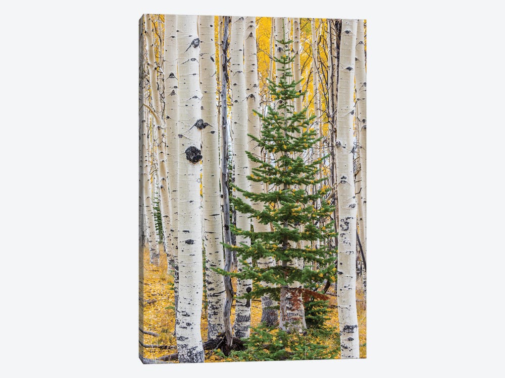 Quaking Aspen and fir tree in fall, Grand Staircase-Escalante National Monument, Utah by Jeff Foott 1-piece Canvas Art