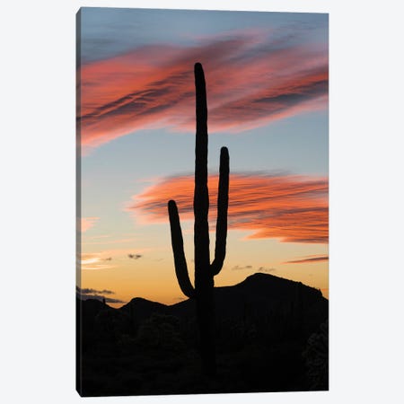 Saguaro cactus at sunset, Organ Pipe Cactus National Monument, Arizona Canvas Print #JFF79} by Jeff Foott Art Print
