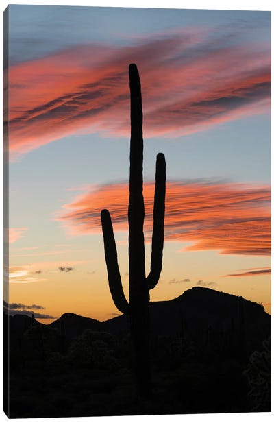 Saguaro cactus at sunset, Organ Pipe Cactus National Monument, Arizona Canvas Art Print - Jeff Foott