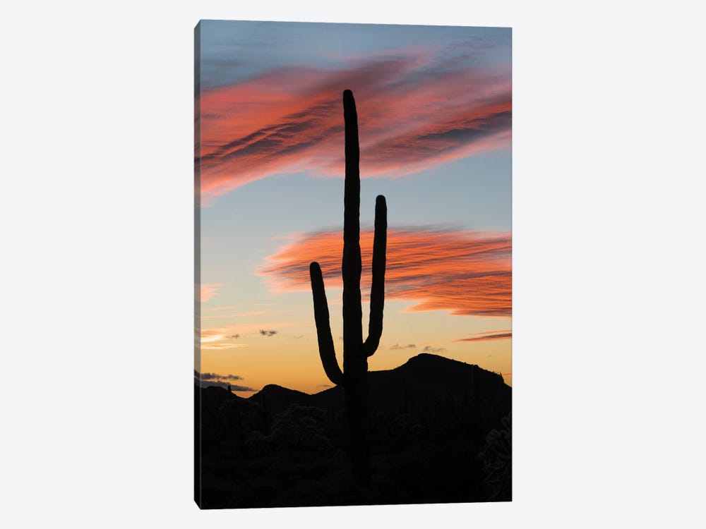 Saguaro cactus at sunset, Organ Pipe Cactus National Monument, Arizona by Jeff Foott 1-piece Art Print