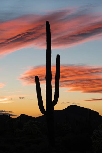 Jeff Foott: Saguaro cactus at sunset, Organ Pipe Cactus National Monument, Arizona by Jeff Foott