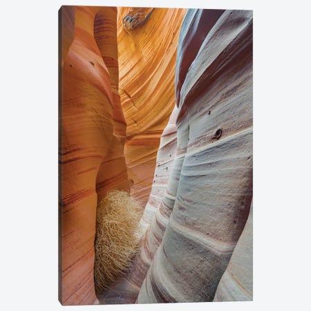 Slot Canyon, Zebra Canyon, Grand Staircase-Escalante National Monument, Utah Canvas Print #JFF7} by Jeff Foott Canvas Artwork