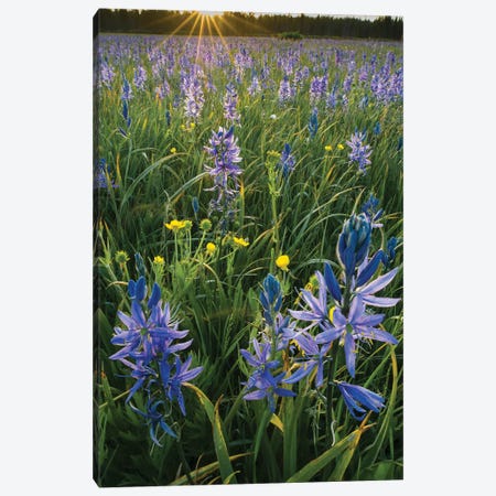 Small Camas flowering in meadow, Yellowstone National Park, Wyoming Canvas Print #JFF87} by Jeff Foott Art Print