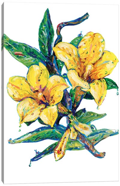 Yellow Jessamine Canvas Art Print - Jeff Johnson