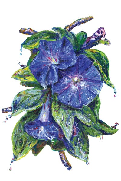 Jeff Johnson: Morning Glory by Jeff Johnson