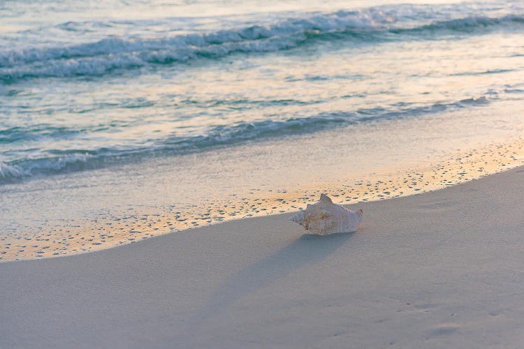 Seashell By The Seashore by Janet Fikar wall art
