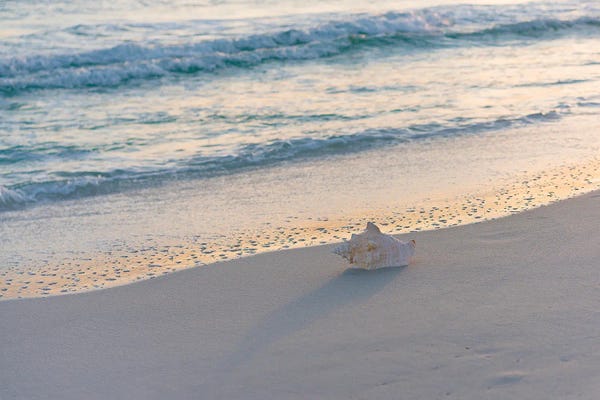 Janet Fikar: Seashell By The Seashore by Janet Fikar