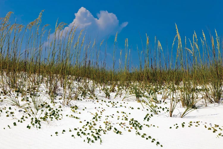 Sea Oats