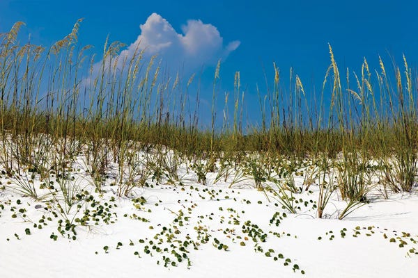 Janet Fikar: Sea Oats by Janet Fikar