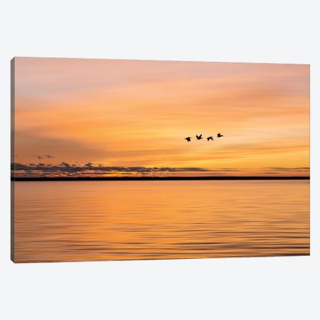 Sunset Flight Canvas Print #JFK123} by Janet Fikar Canvas Print