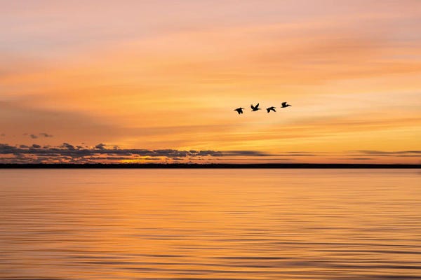 Janet Fikar: Sunset Flight by Janet Fikar
