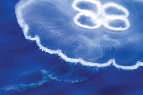 Janet Fikar: Jellyfish by Janet Fikar