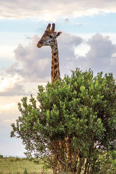 Giraffes: Tree With Horns by Janet Fikar