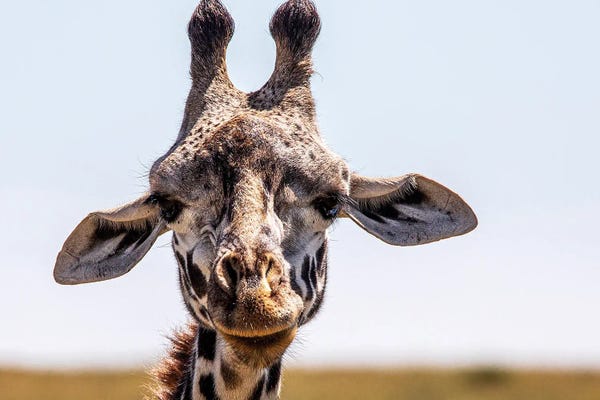 Giraffes: I See You by Janet Fikar