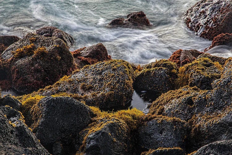 Lava Rock Moss