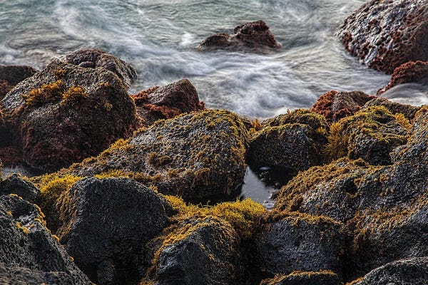 Janet Fikar: Lava Rock Moss by Janet Fikar