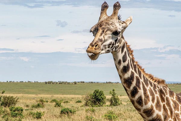 Giraffes: Tall And Chic by Janet Fikar