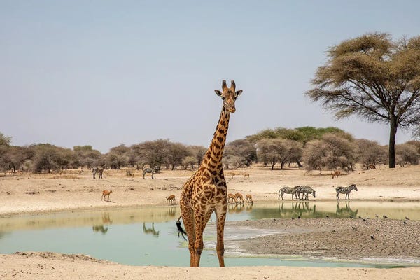 Giraffes: Down By The Water Hole by Janet Fikar