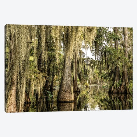 Cypress Swamp I Canvas Print #JFK176} by Janet Fikar Canvas Print