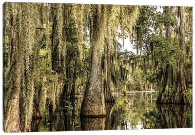 Cypress Swamp I Canvas Art Print - Marsh & Swamp Art