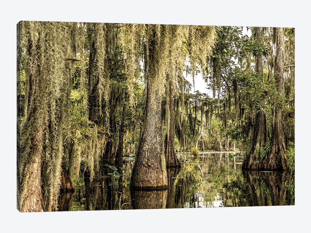 Cypress Swamp I by Janet Fikar 1-piece Canvas Print