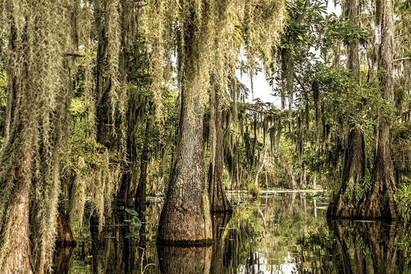 Janet Fikar: Cypress Swamp I by Janet Fikar