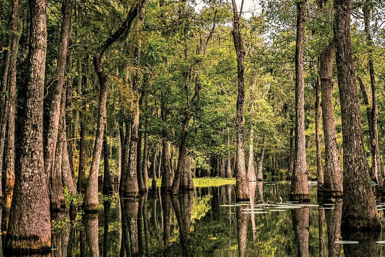 Cypress Swamp II