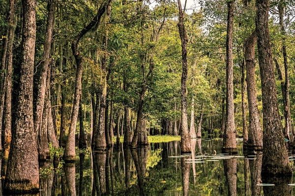 Janet Fikar: Cypress Swamp II by Janet Fikar