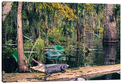 Gator Canvas Art Print - Marsh & Swamp Art