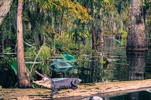Marshes & Swamps: Gator by Janet Fikar