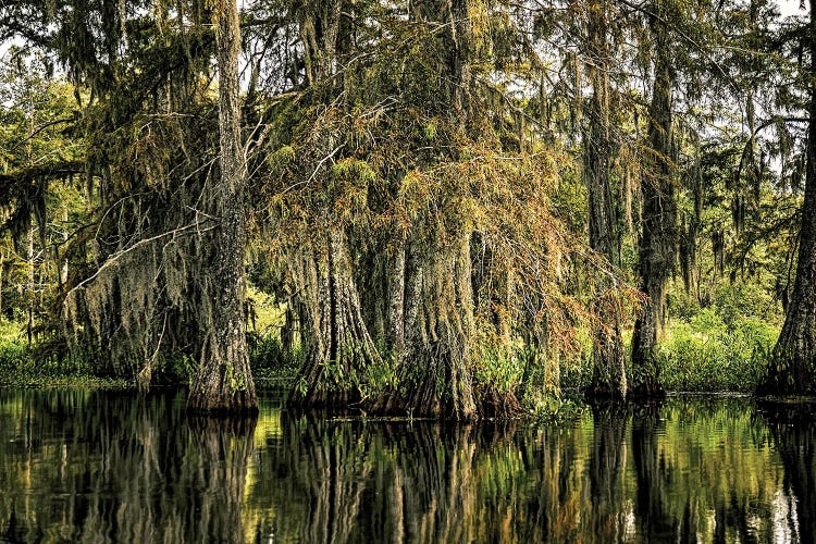 Cypress Swamp III