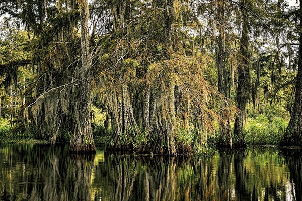 Janet Fikar: Cypress Swamp III by Janet Fikar