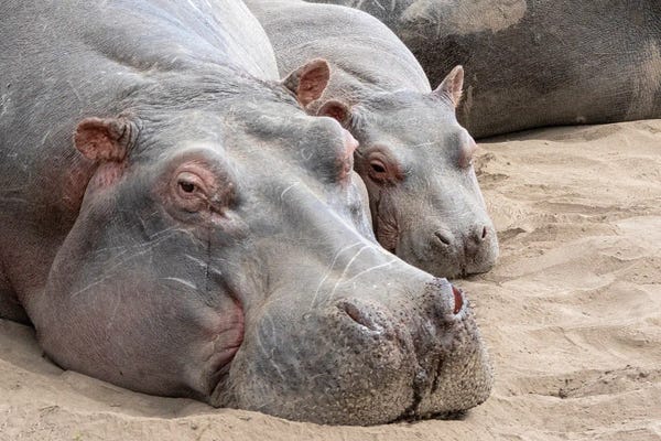 Hippopotamuses: Protective Mama by Janet Fikar