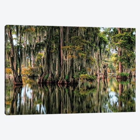 Cypress Swamp IV Canvas Print #JFK180} by Janet Fikar Canvas Art Print