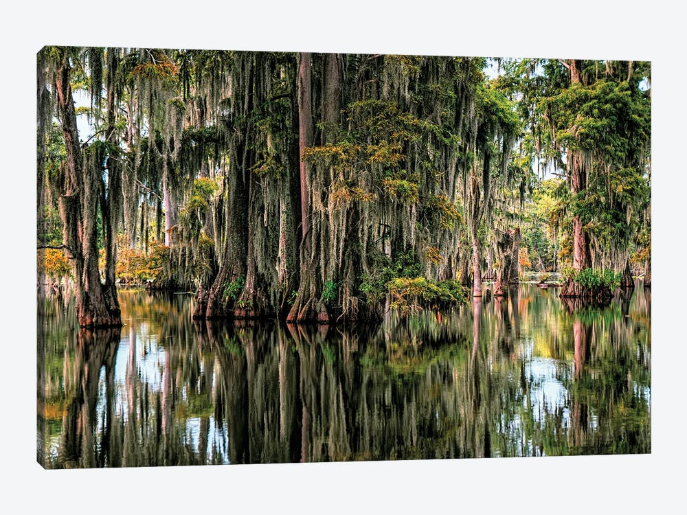 Cypress Swamp IV by Janet Fikar 1-piece Canvas Wall Art