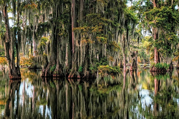 Janet Fikar: Cypress Swamp IV by Janet Fikar