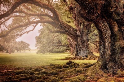 Mighty Oaks by Janet Fikar metal wall art